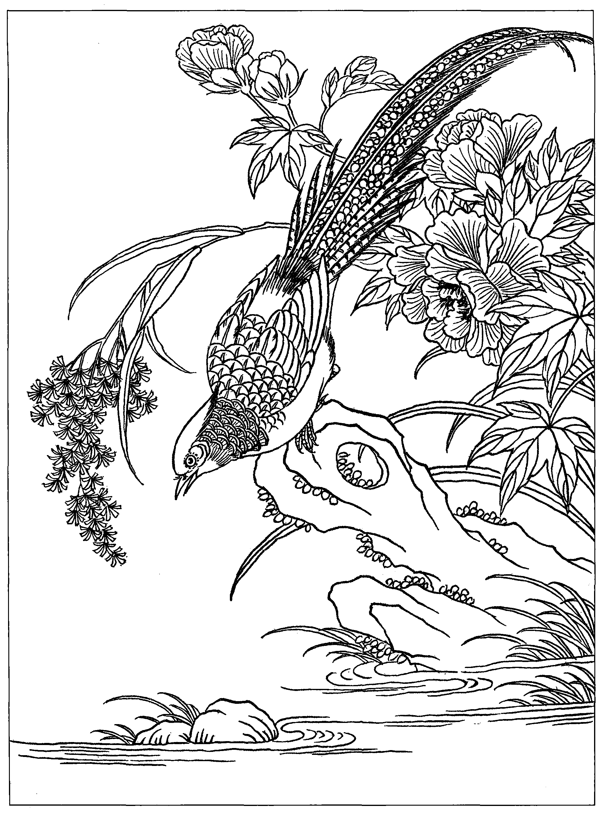 芙蓉锦鸡(三)