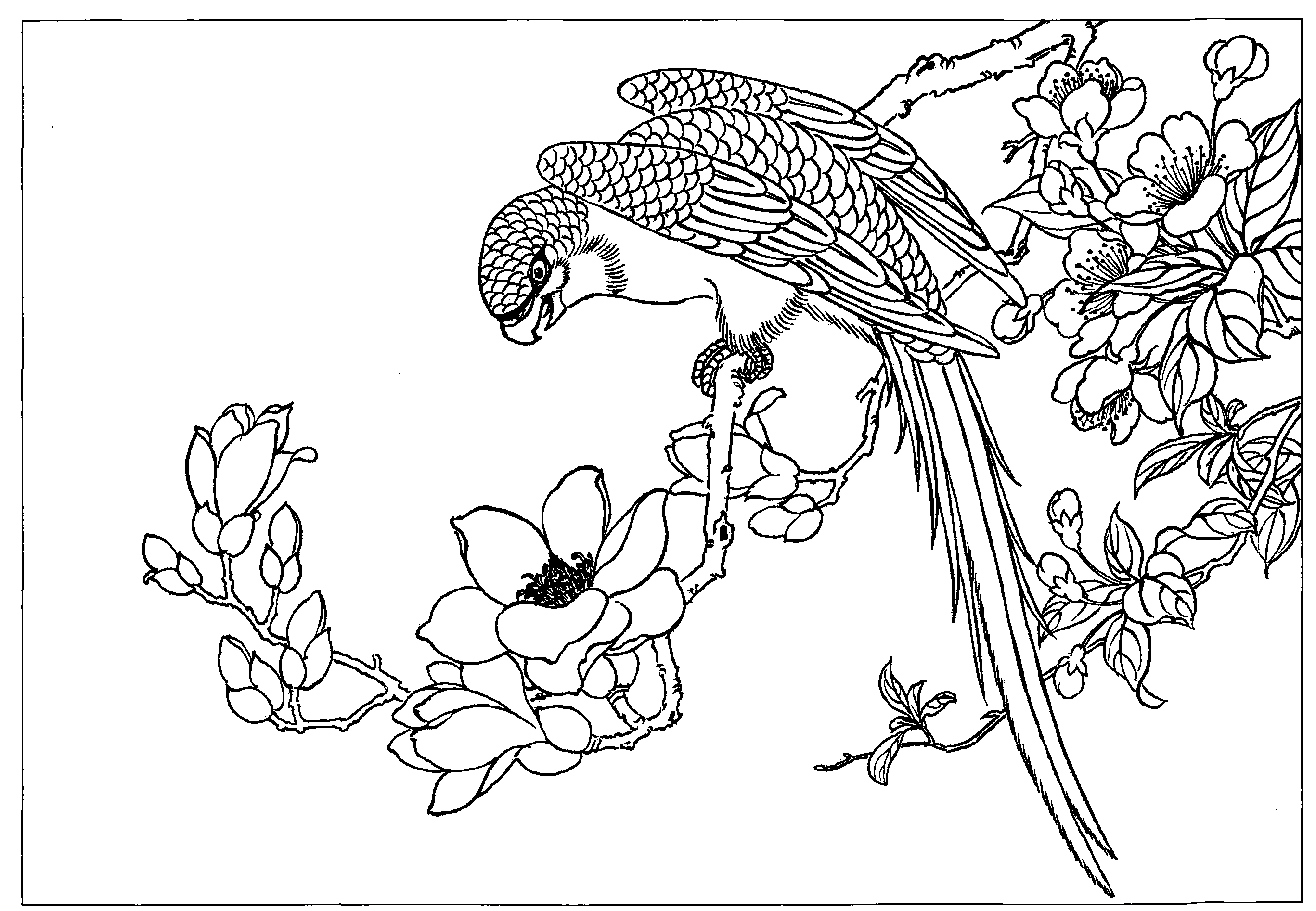 鹦鹉海棠玉兰