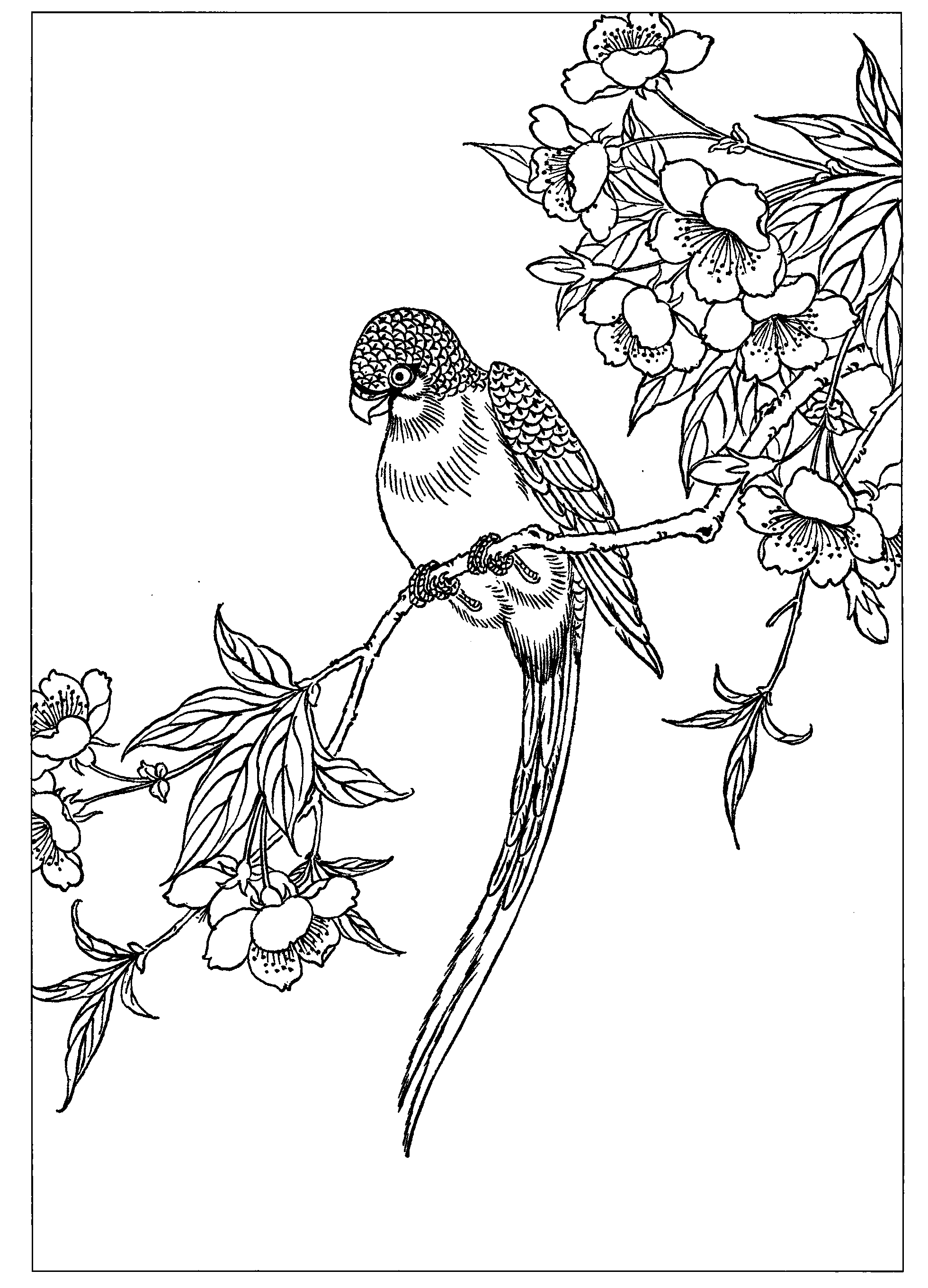 鹦鹉樱花