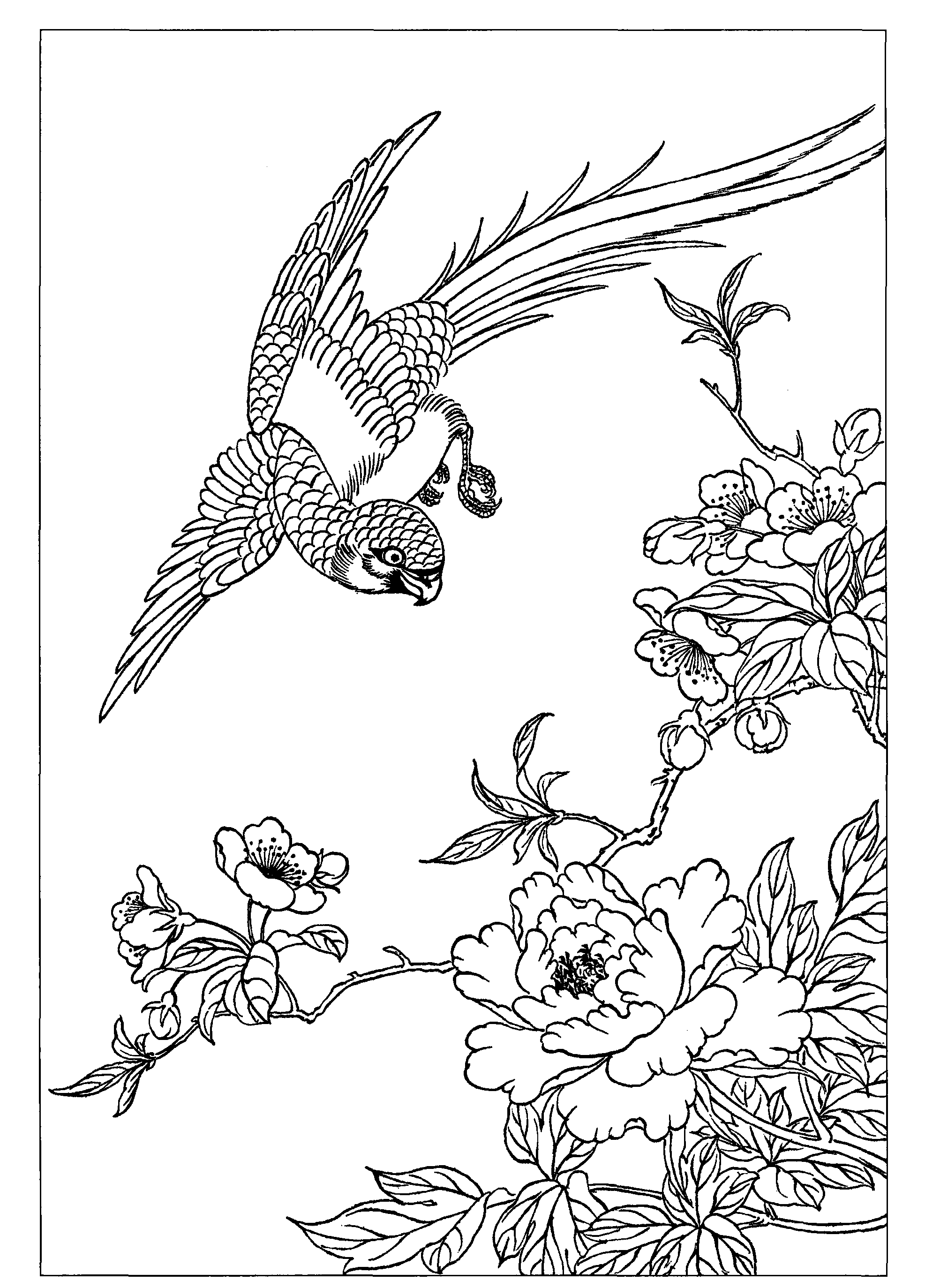 鹦鹉牡丹海棠
