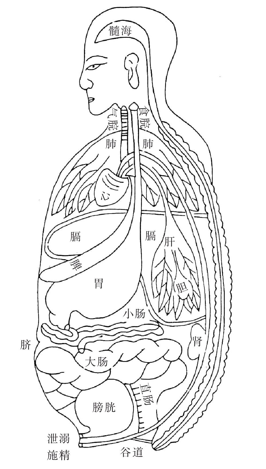 人体器官肝简笔画图片