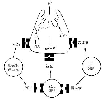 第二節消化液的分泌及其調節功能