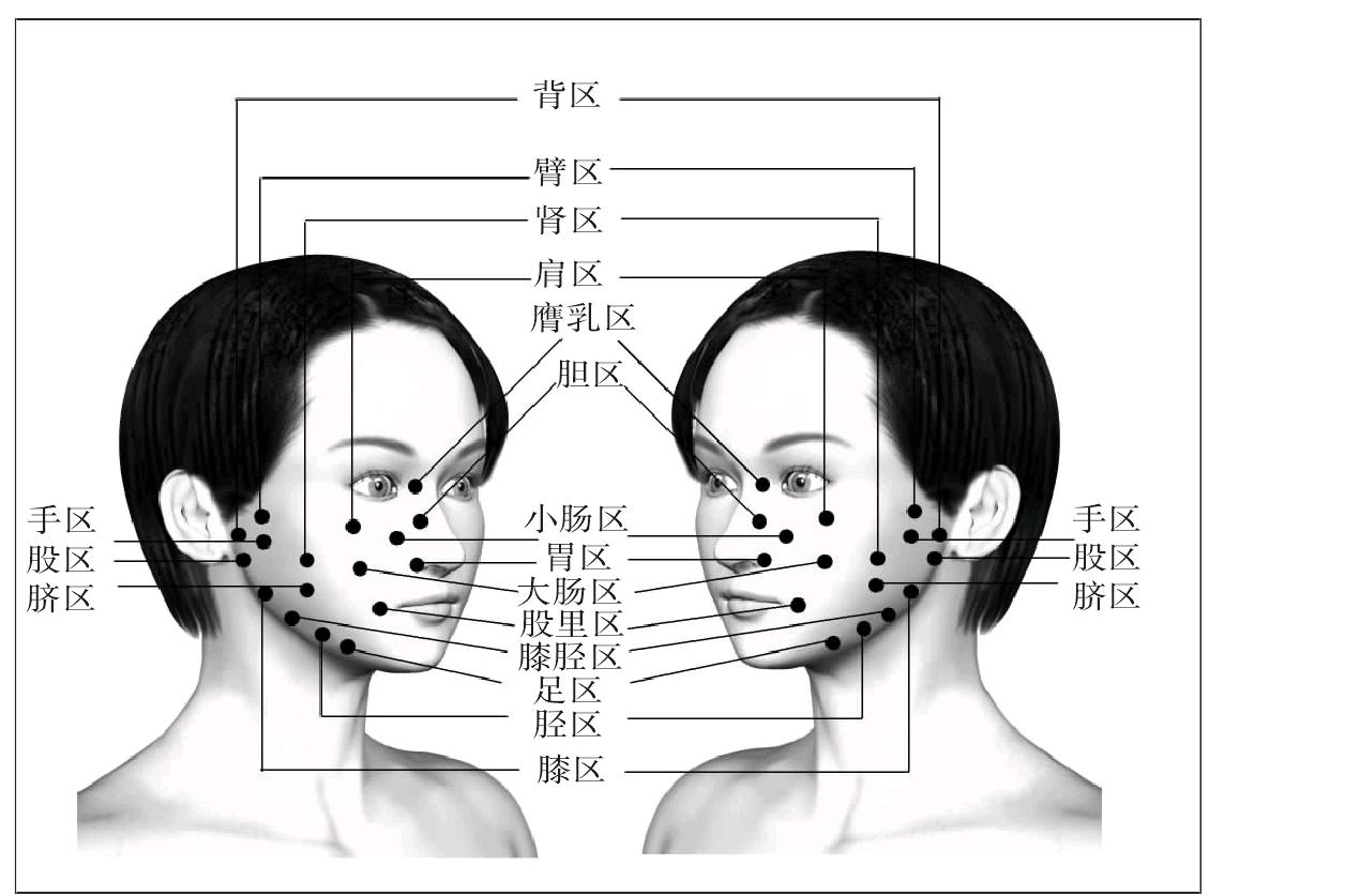 脸部区域划分图片图片