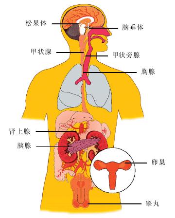 三、內(nèi)分泌簡(jiǎn)述