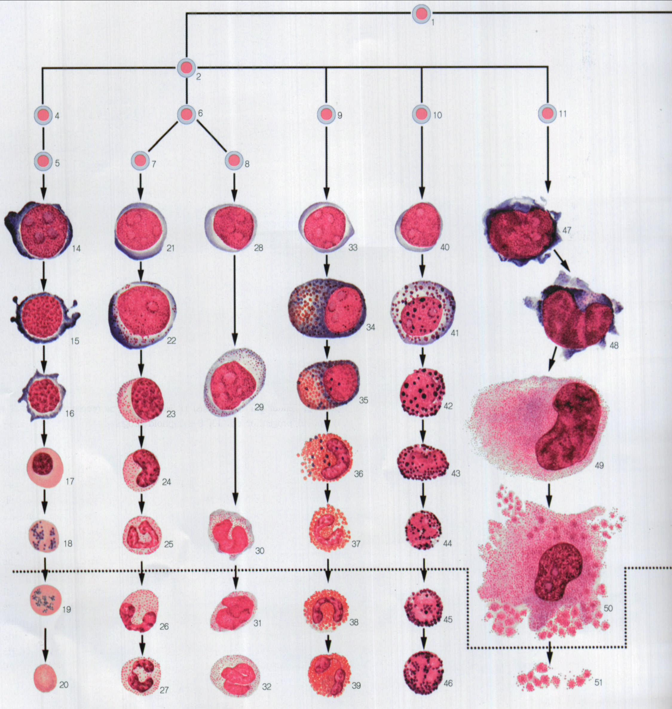图1 血细胞发育总图