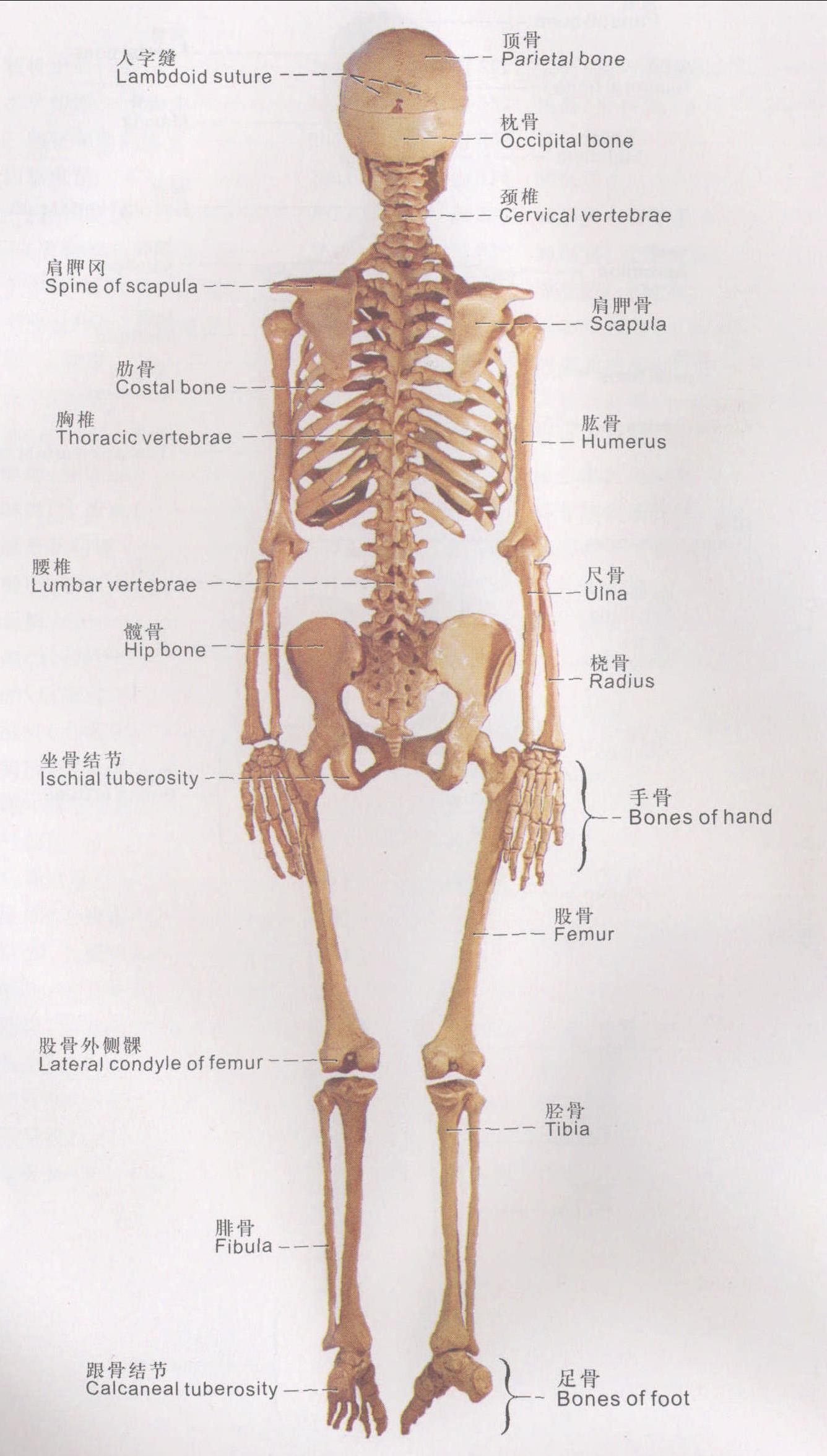 图2 全身骨 (后面观)