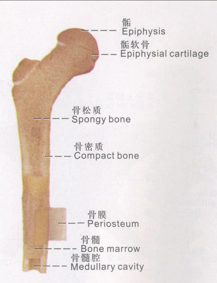 图3 长骨的构造