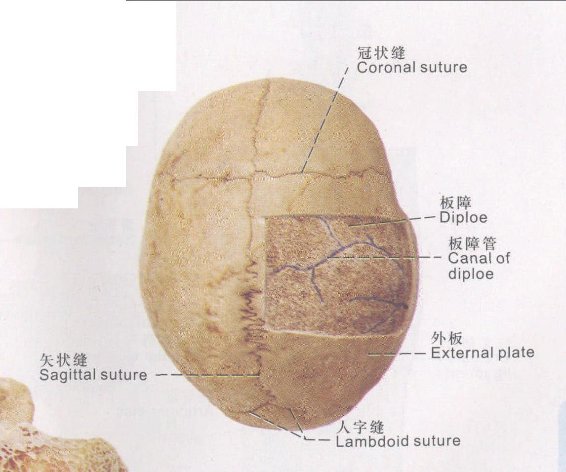 圖7 扁骨