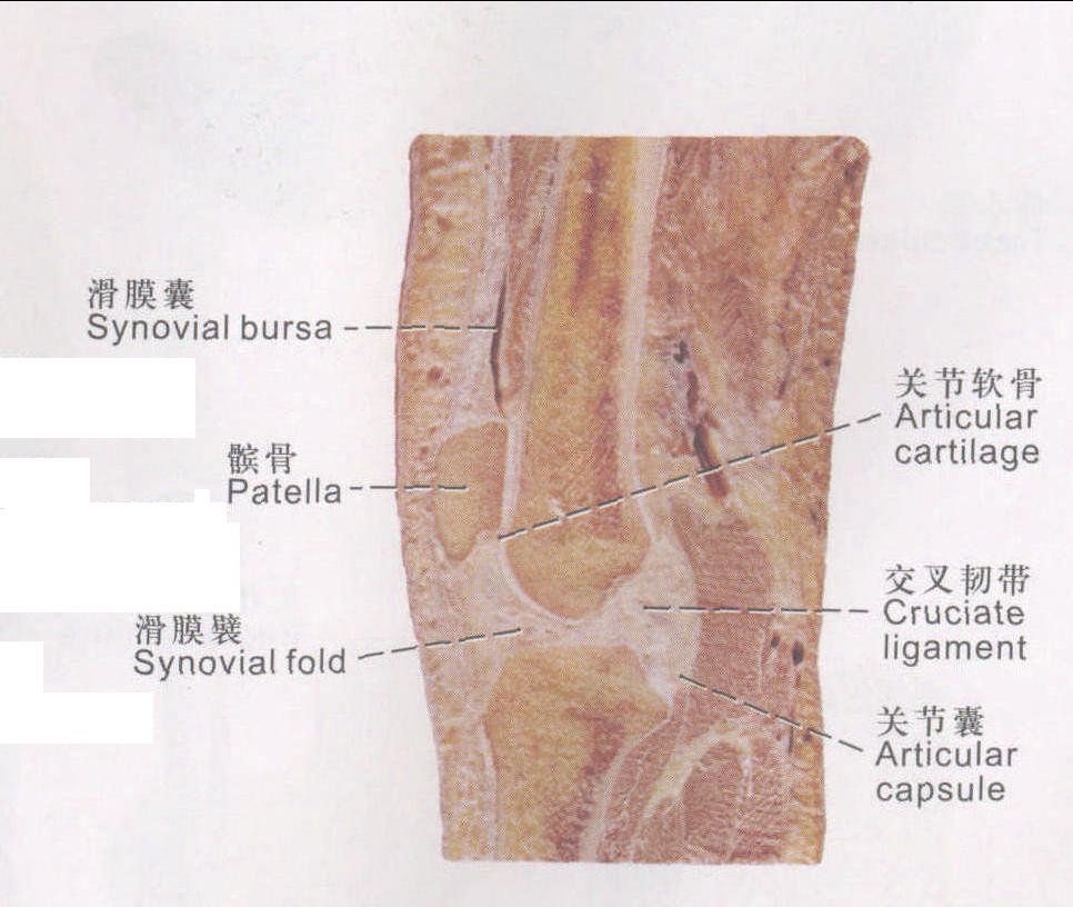 圖11 關(guān)節(jié)構(gòu)造 (2)