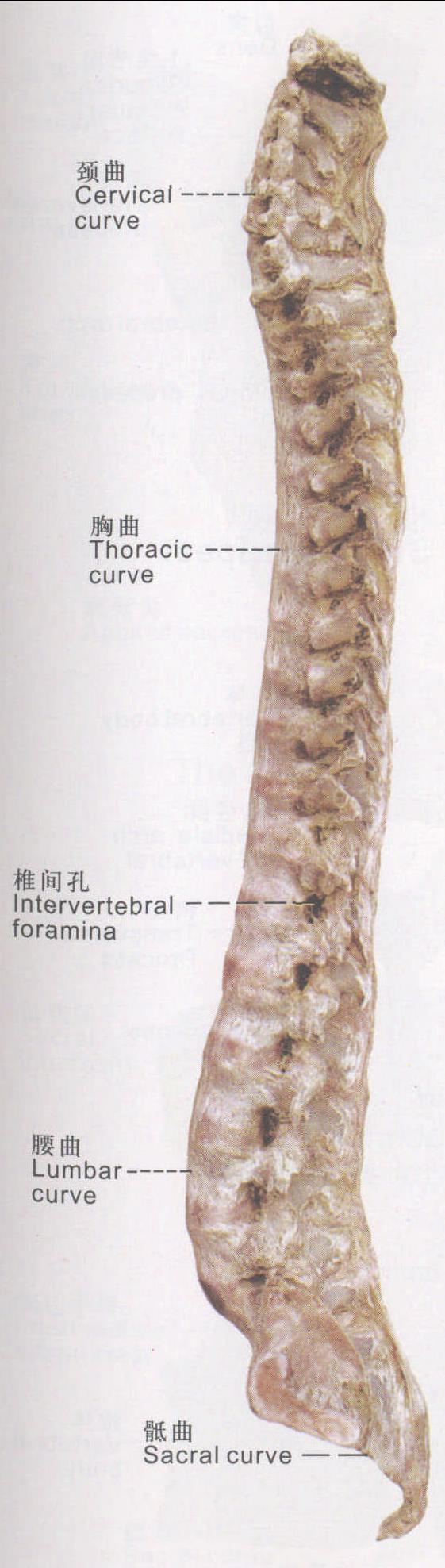 圖12 脊柱 (側(cè)面觀)