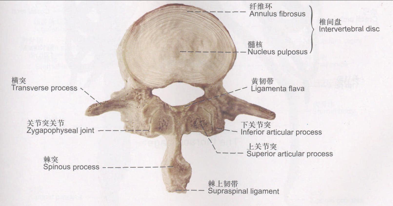 圖29 椎間盤(pán)及關(guān)節(jié)突關(guān)節(jié)