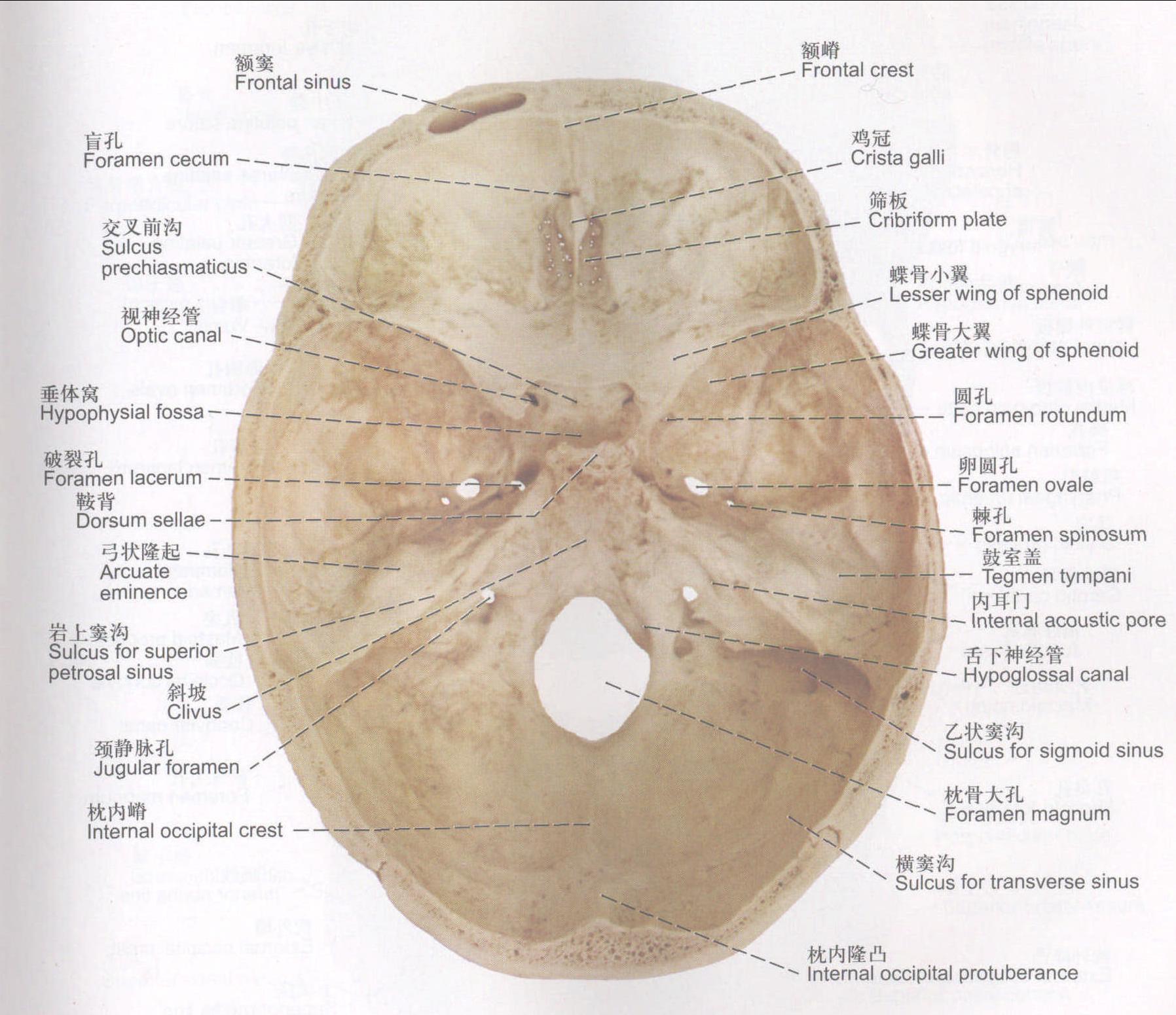 图41 颅底