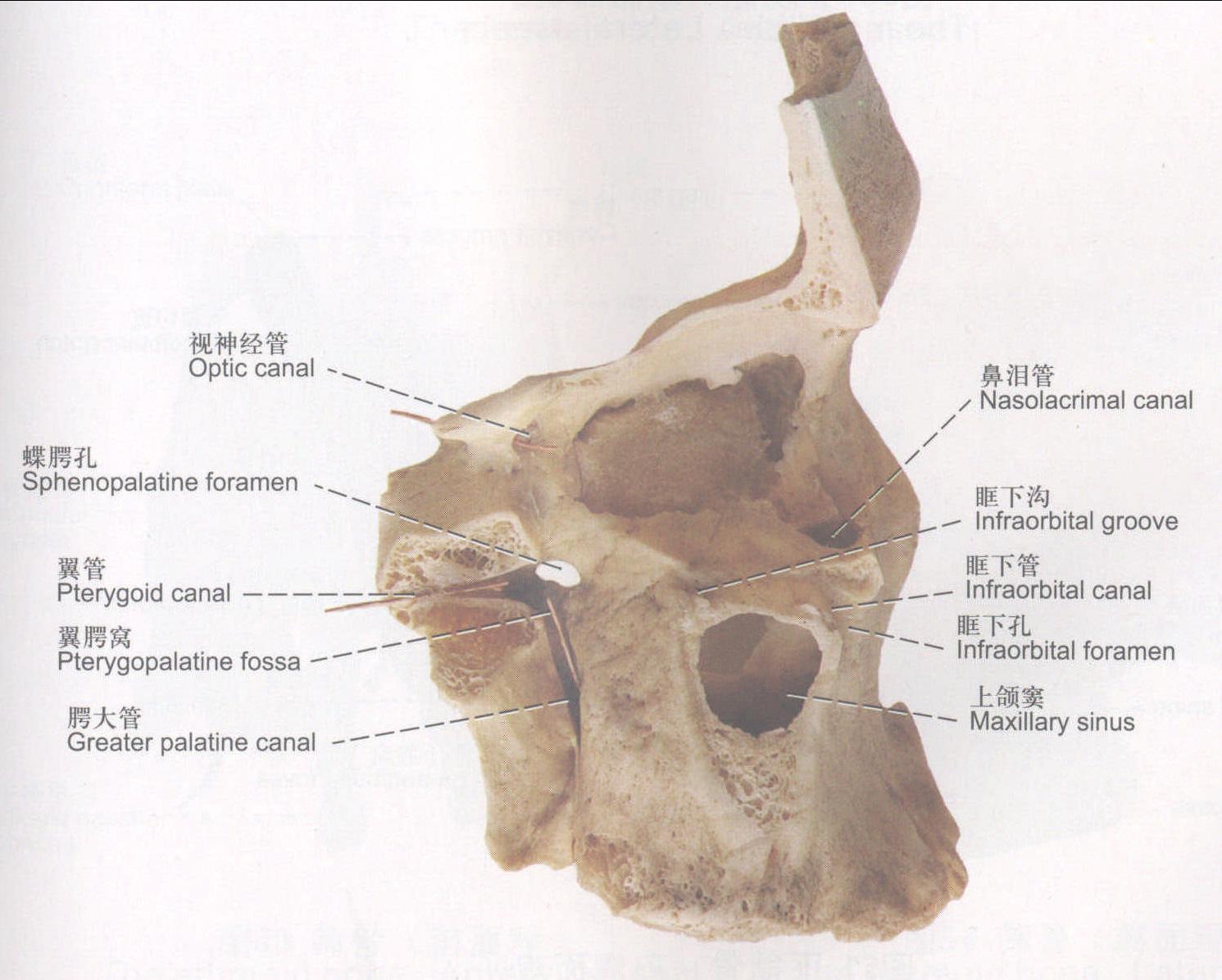 圖49 翼腭窩