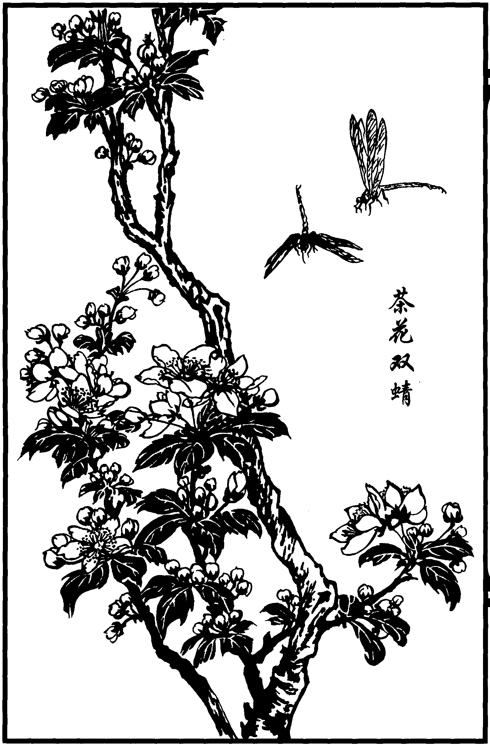 茶花双蜻