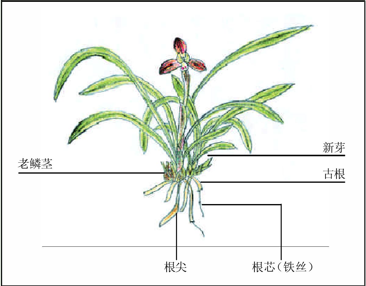 4.兰花的形态