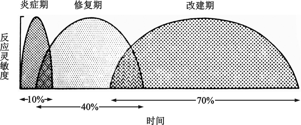 第三節(jié)　骨折愈合機制