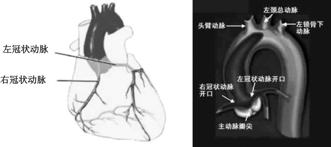 第一节　冠状动脉解剖特点