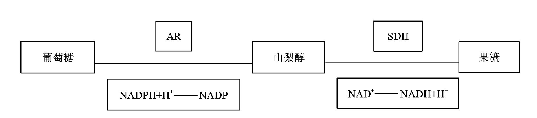 第六節(jié) 高糖與脂質(zhì)代謝
