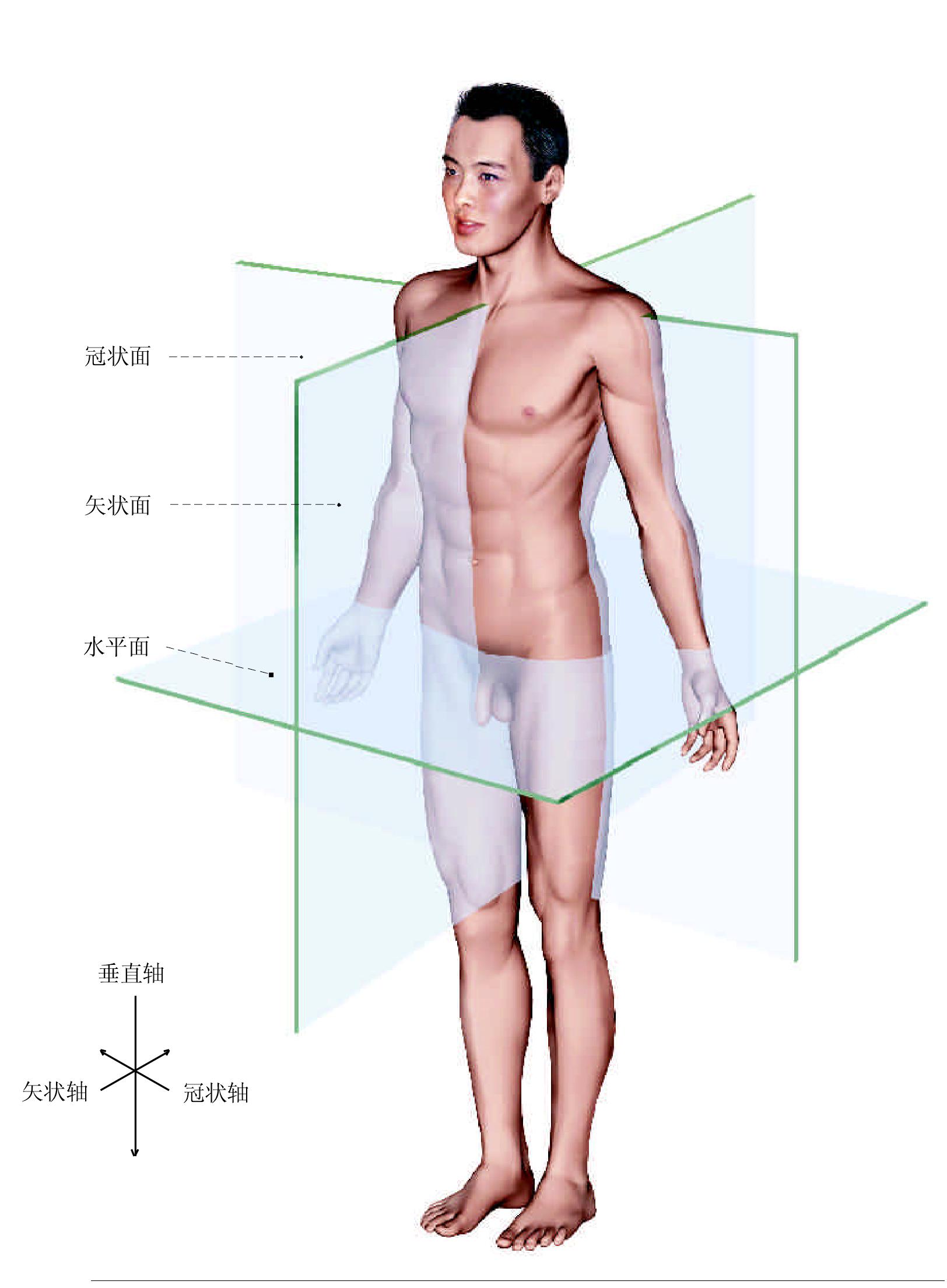 图3.人体的轴和面