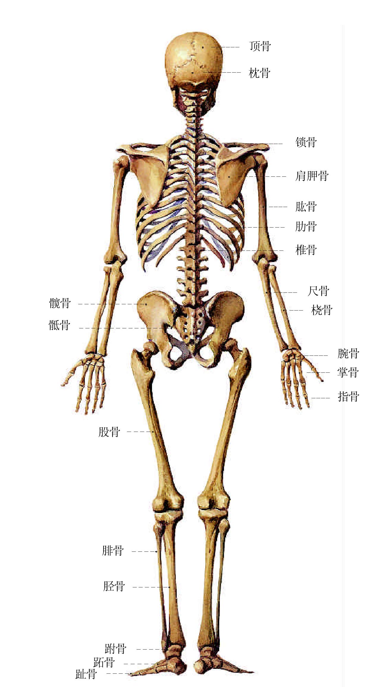 图5.全身骨骼后面
