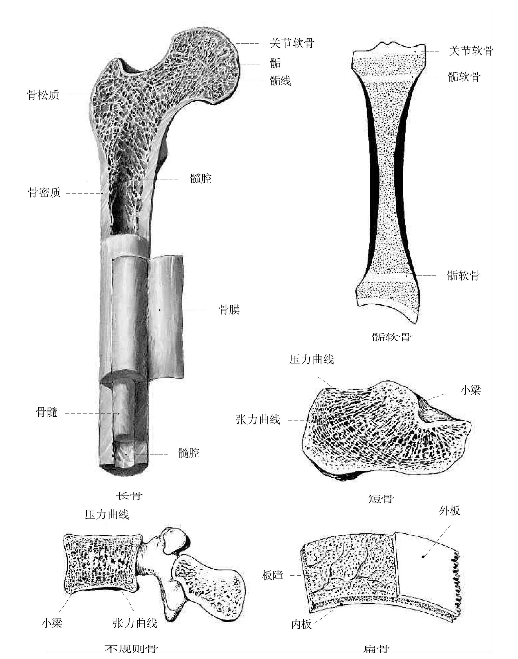 图6.骨的分类和构造