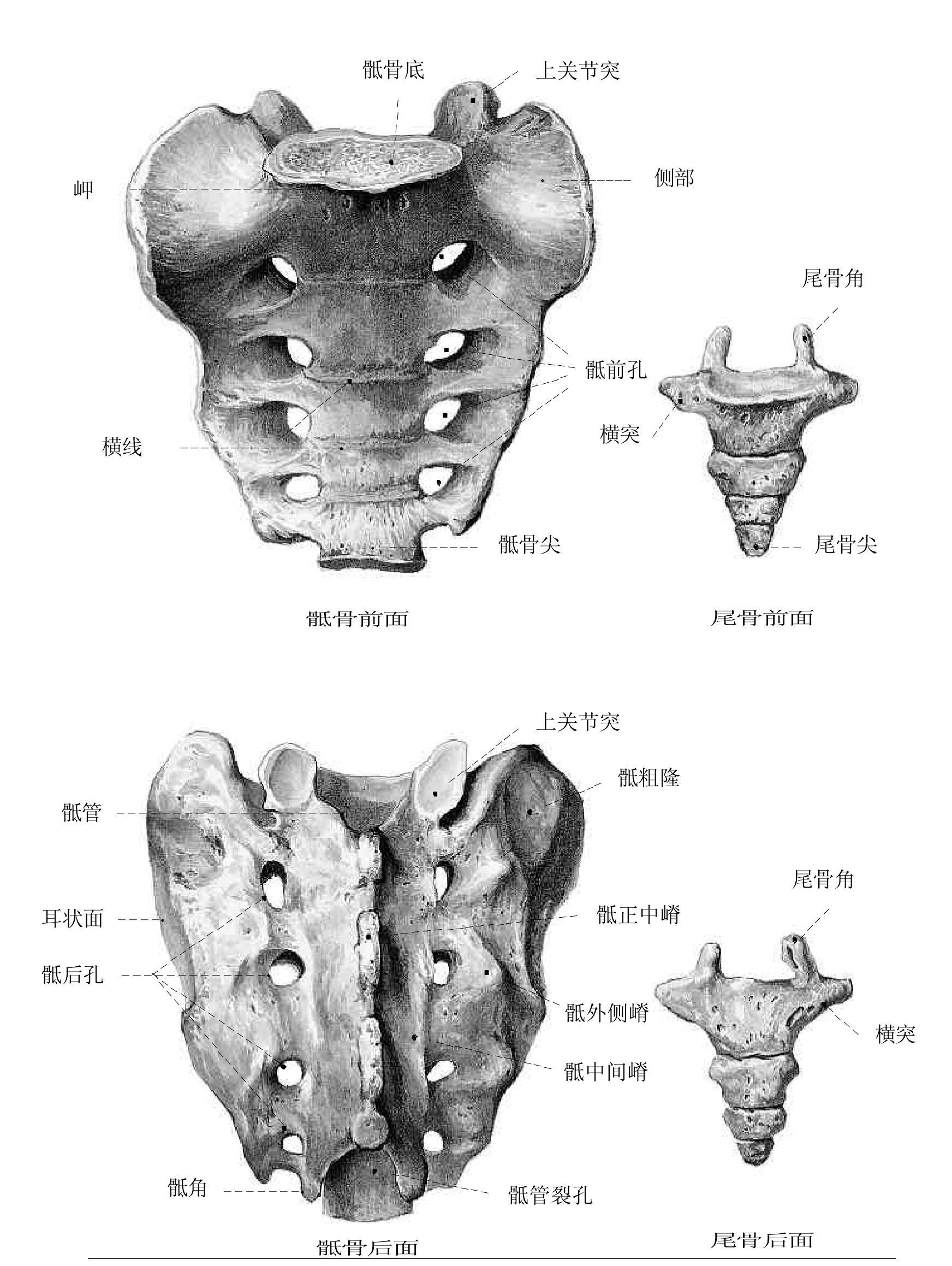 图9.骶骨和尾骨