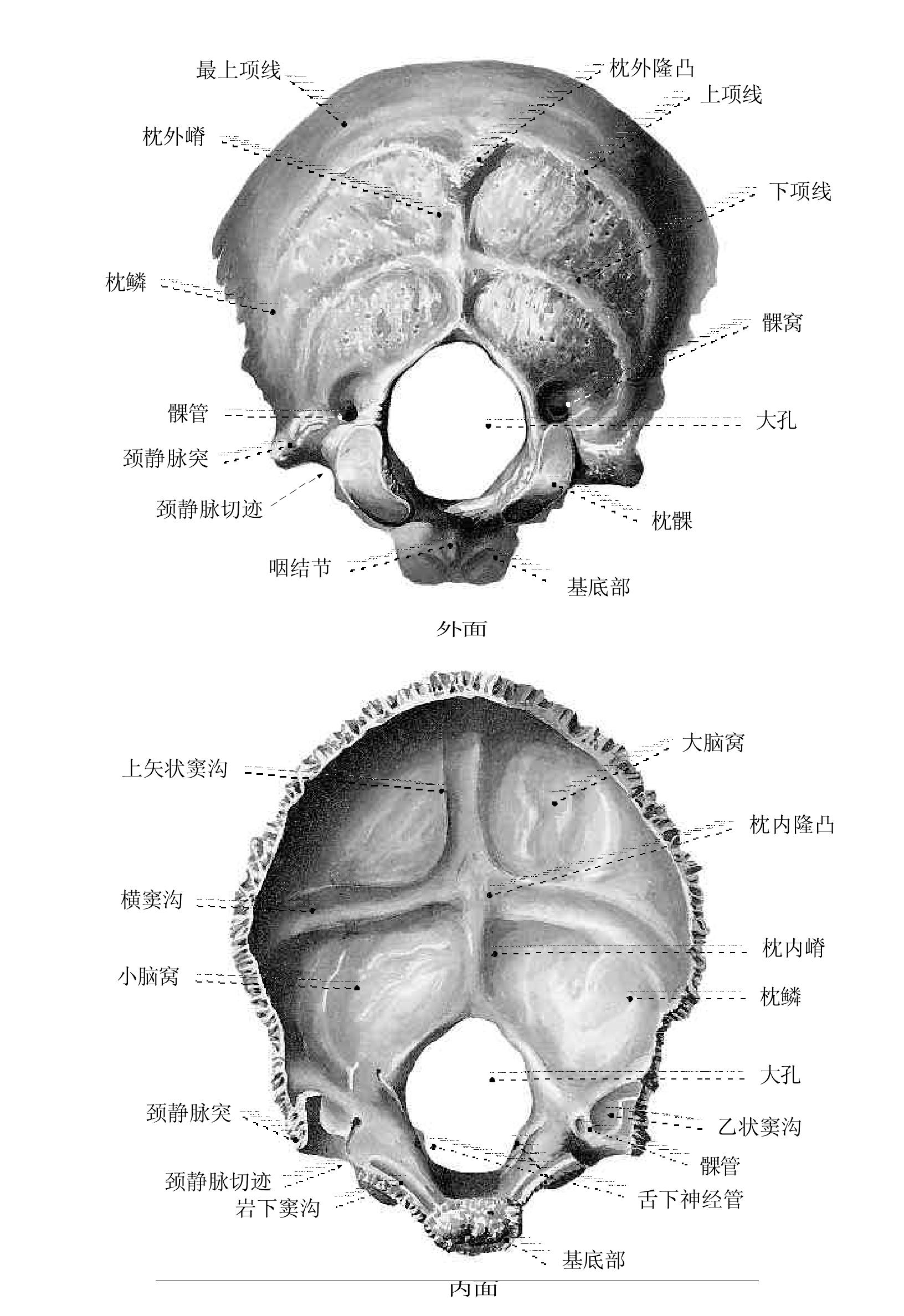 圖23.枕骨