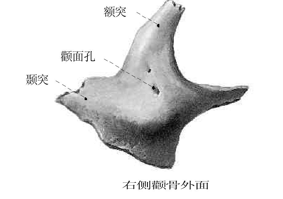 圖29.顴骨和舌骨