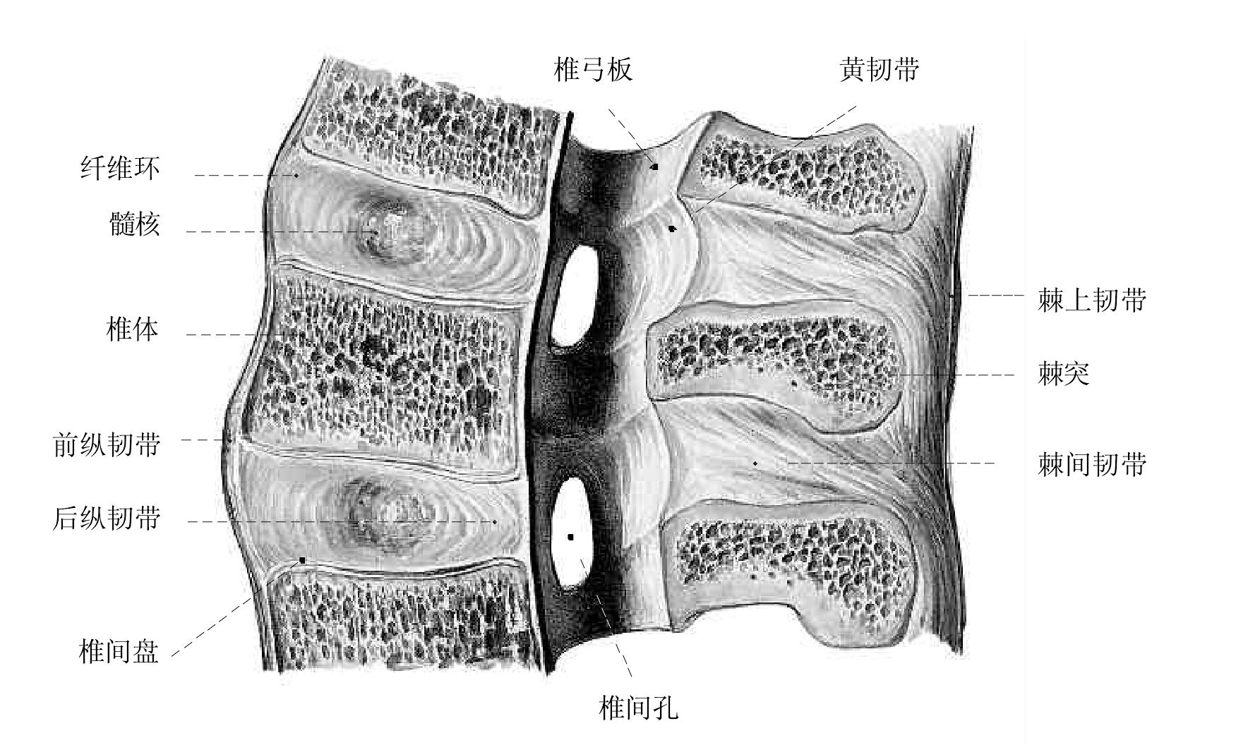 圖46.脊柱的韌帶矢狀面