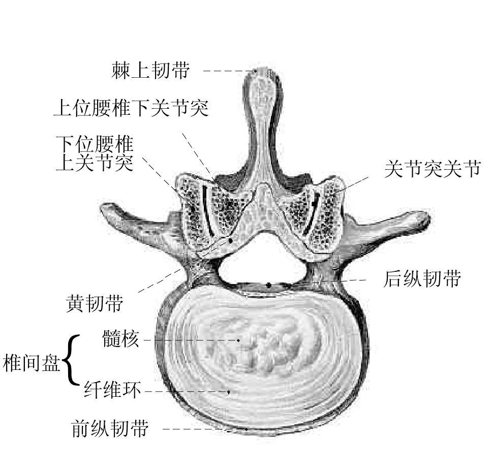 圖48.椎間盤和關(guān)節(jié)突關(guān)節(jié)