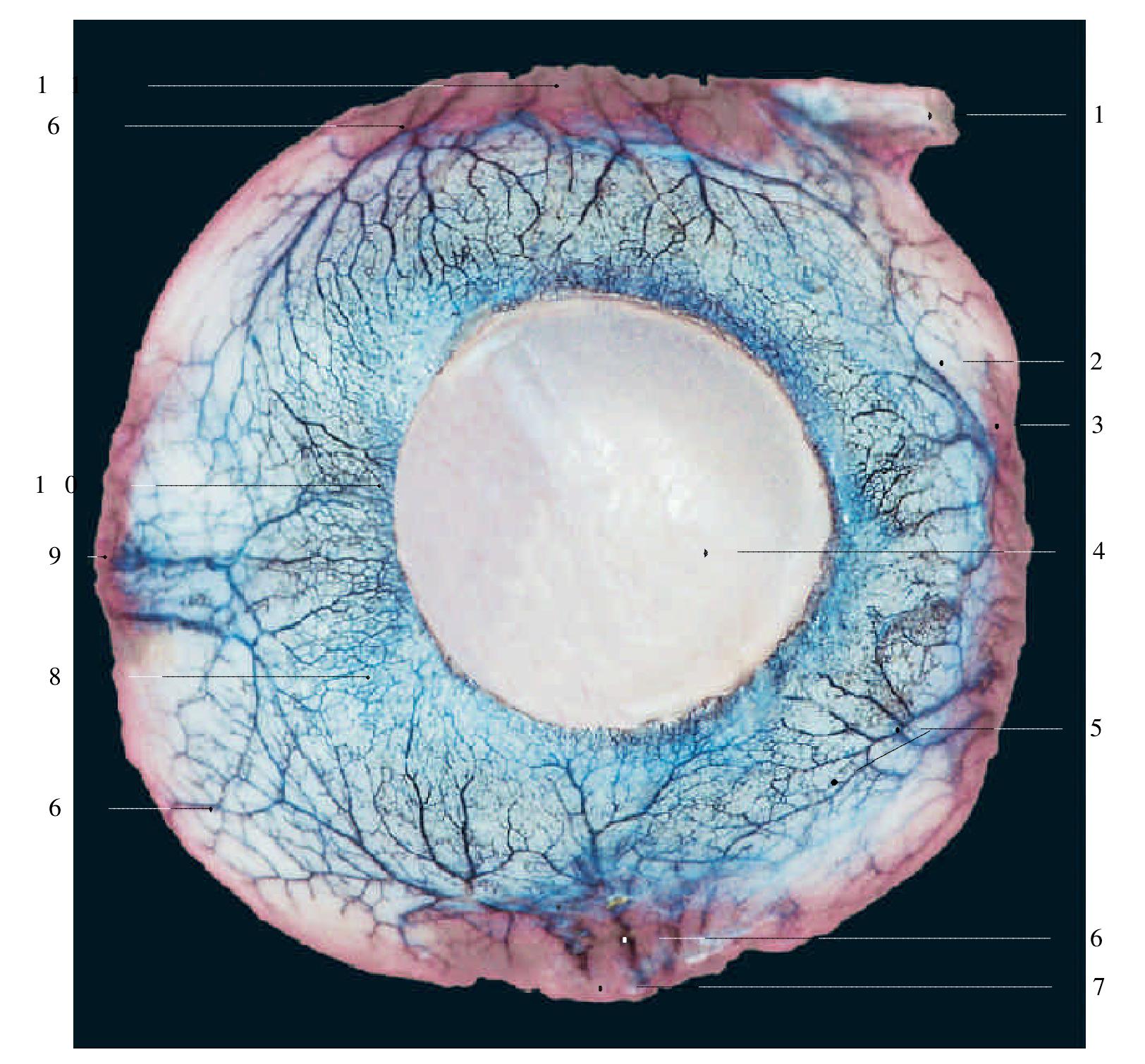 5.右眼巩膜的血管（前面观）
