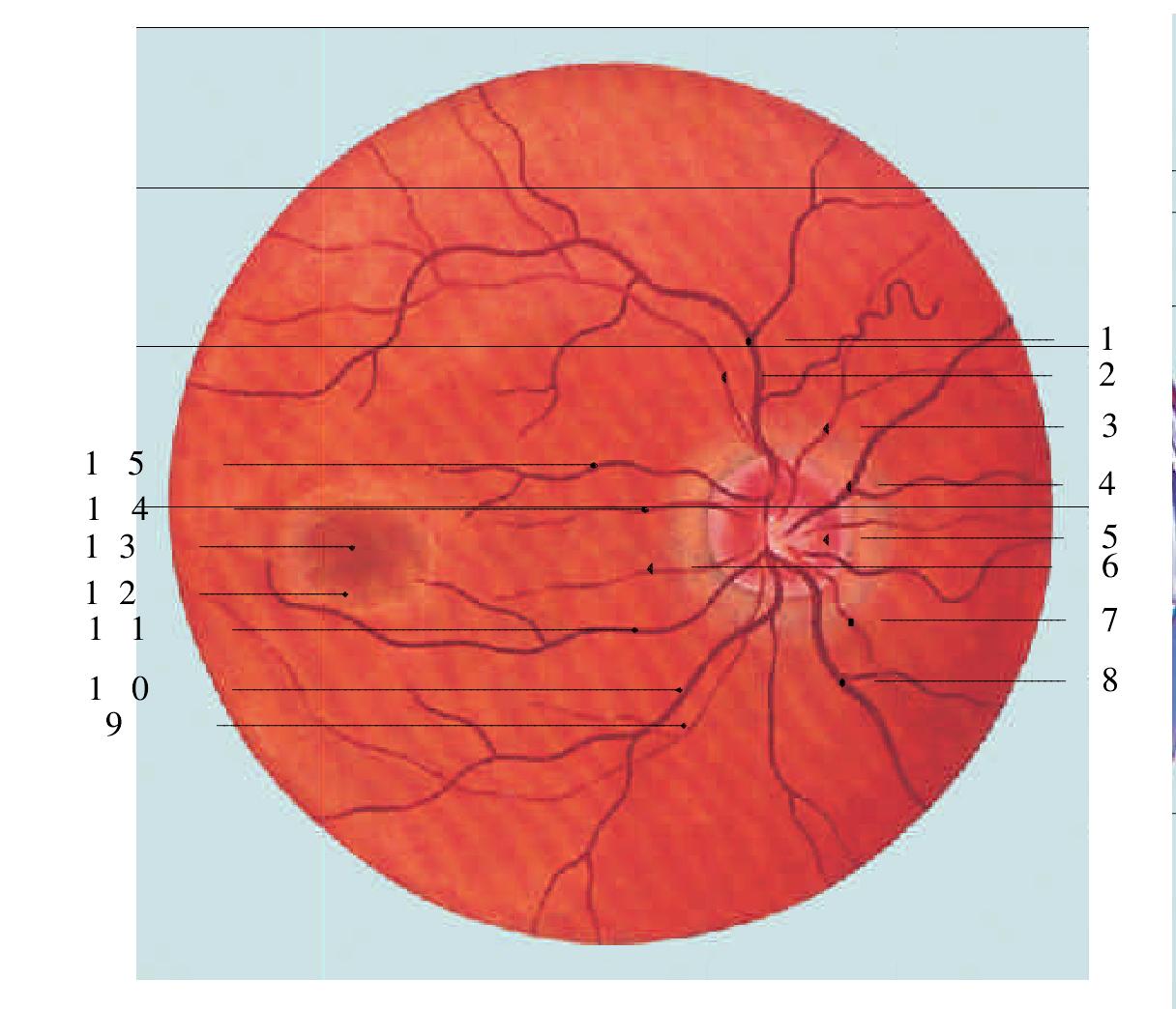 9.视网膜的血管