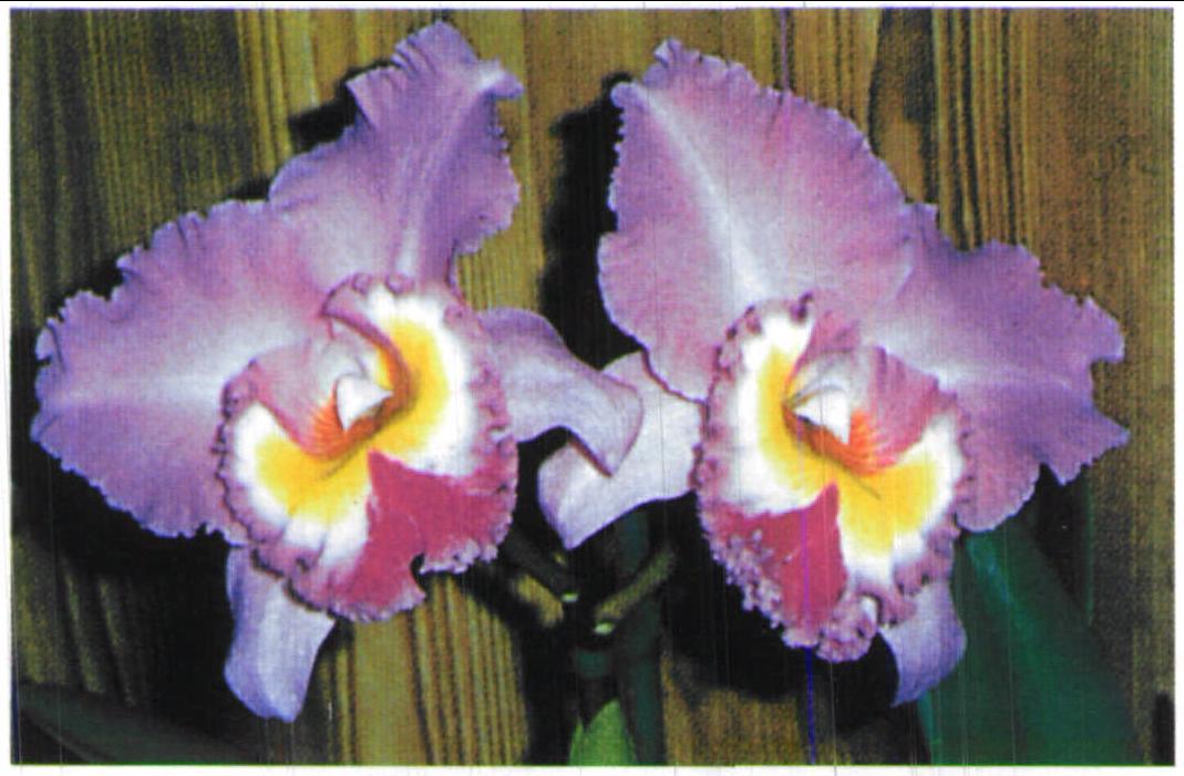 紫花卡特兰