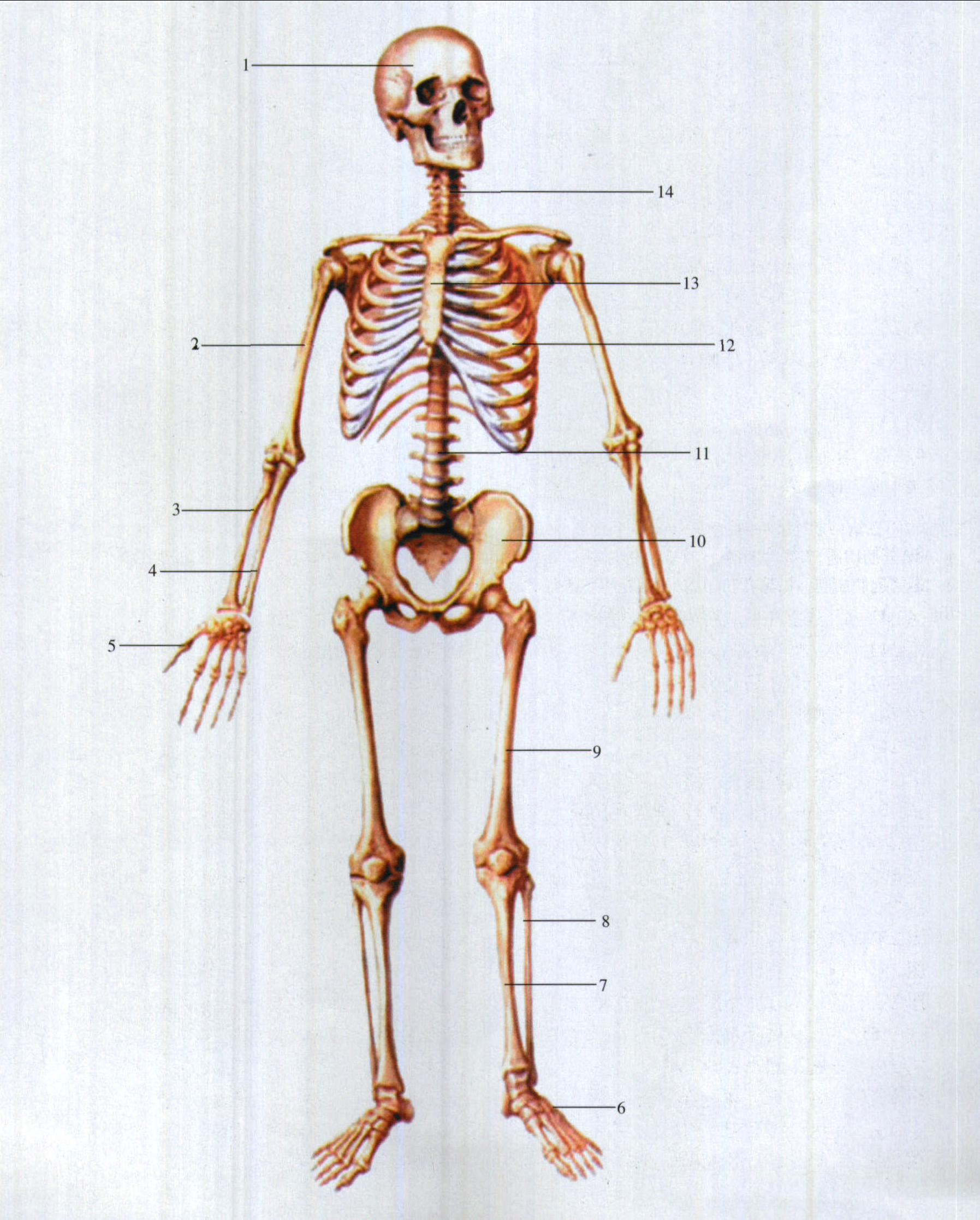 图1 全身骨骼(前面观)
