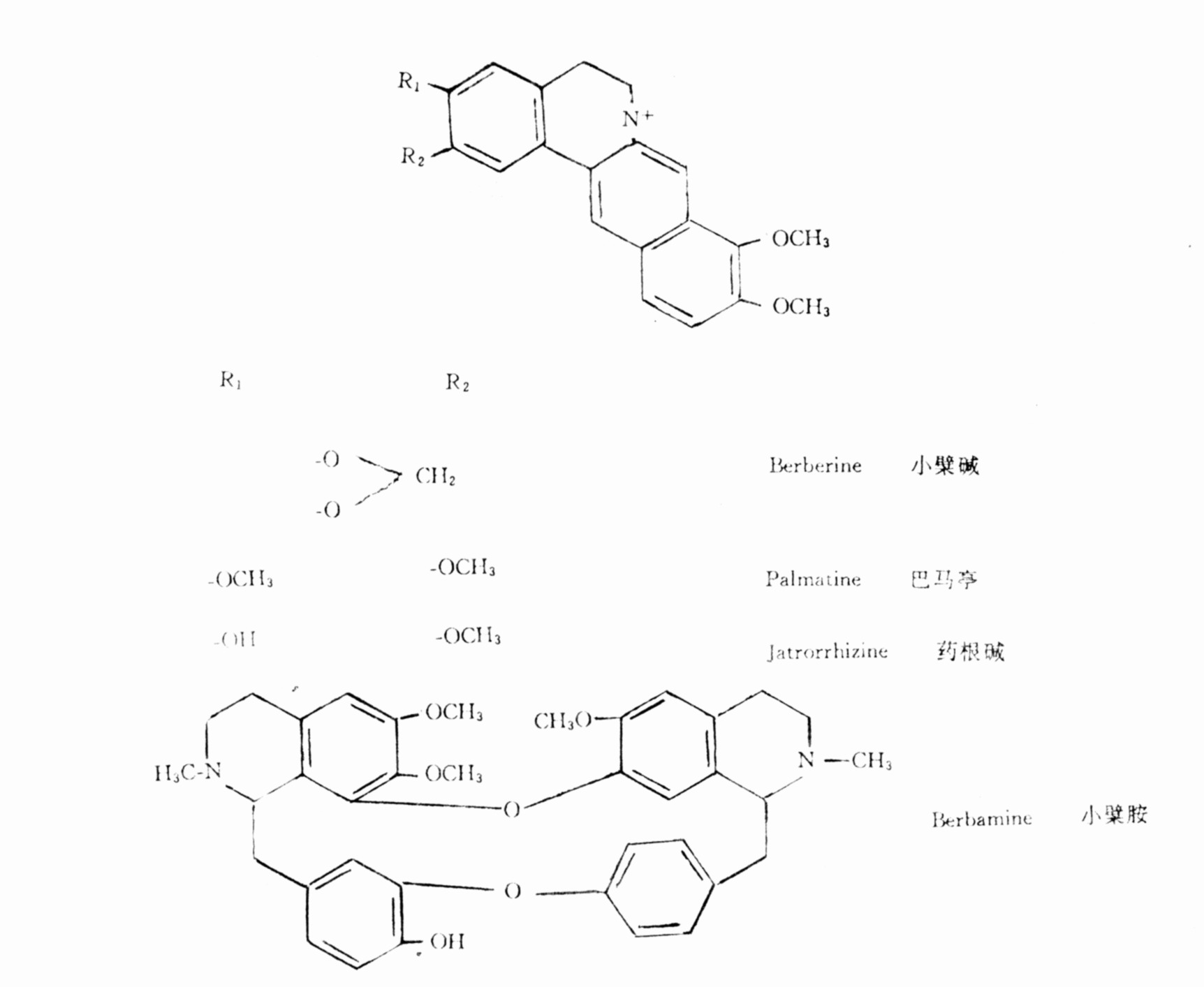 第二節(jié)　細葉小檗的化學