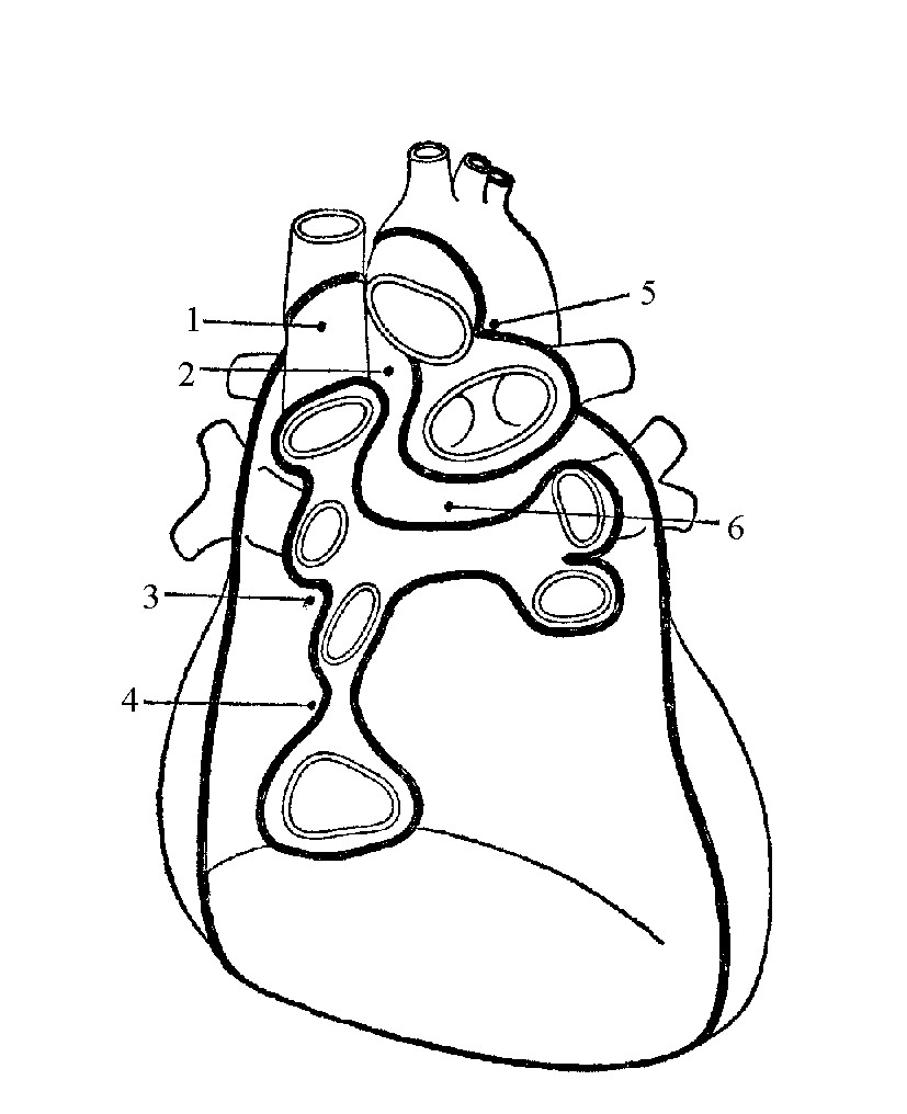 图1-10　心包:与手术有关的心包解剖要点