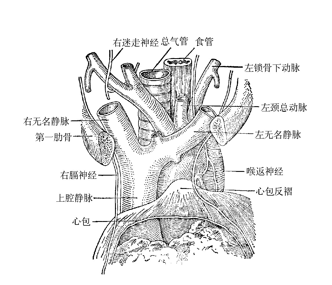 图1-12　上纵隔:无名静脉和头臂动脉