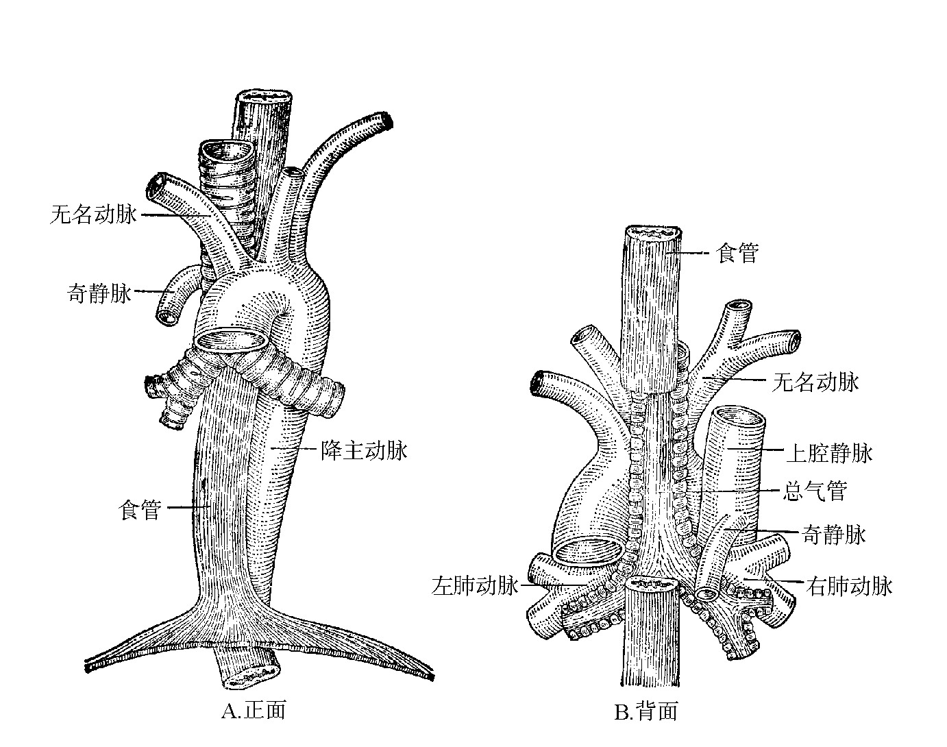 图1-17　后纵隔内降主动脉和食管的走行