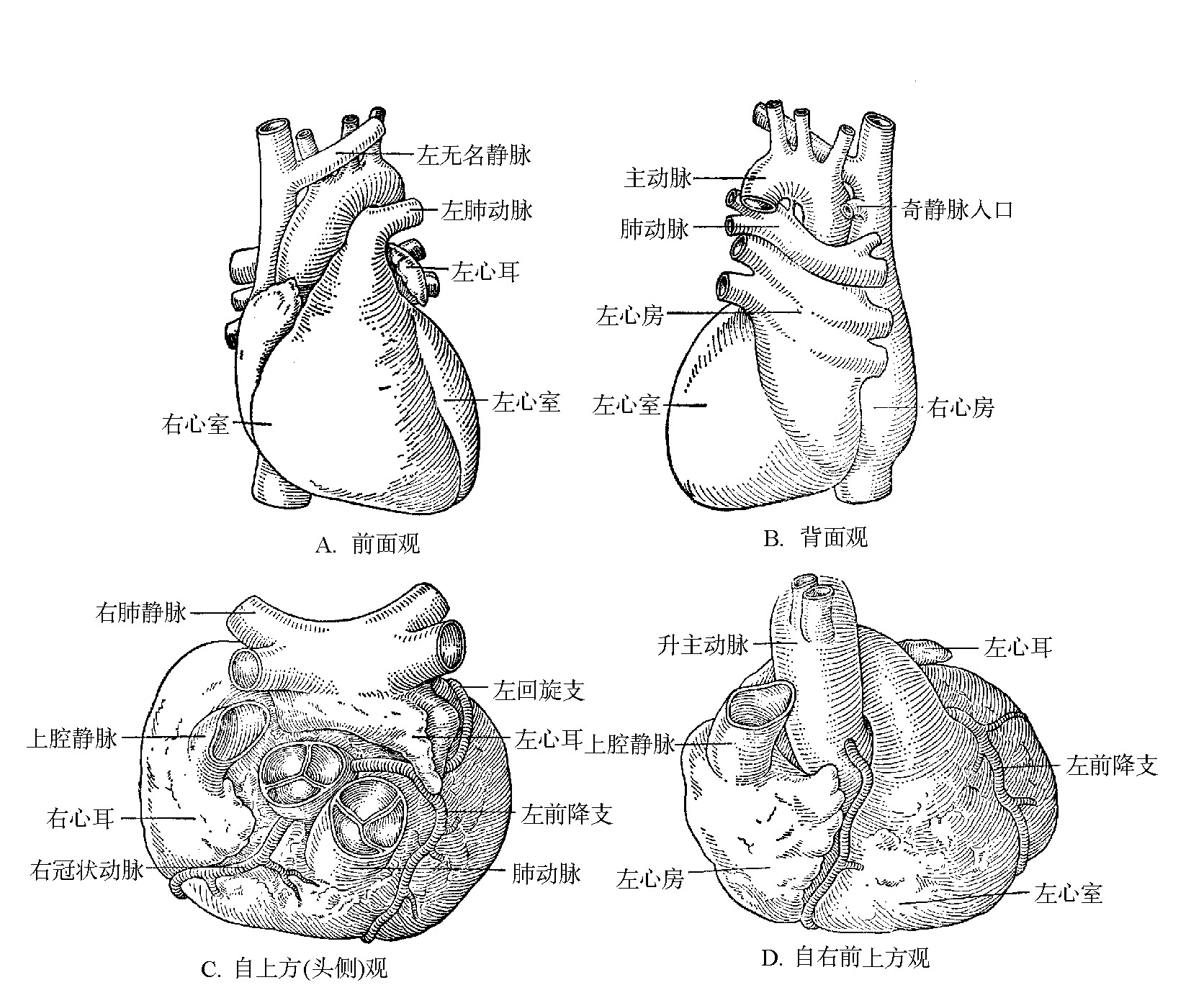 图1-2　不同角度的心脏外观