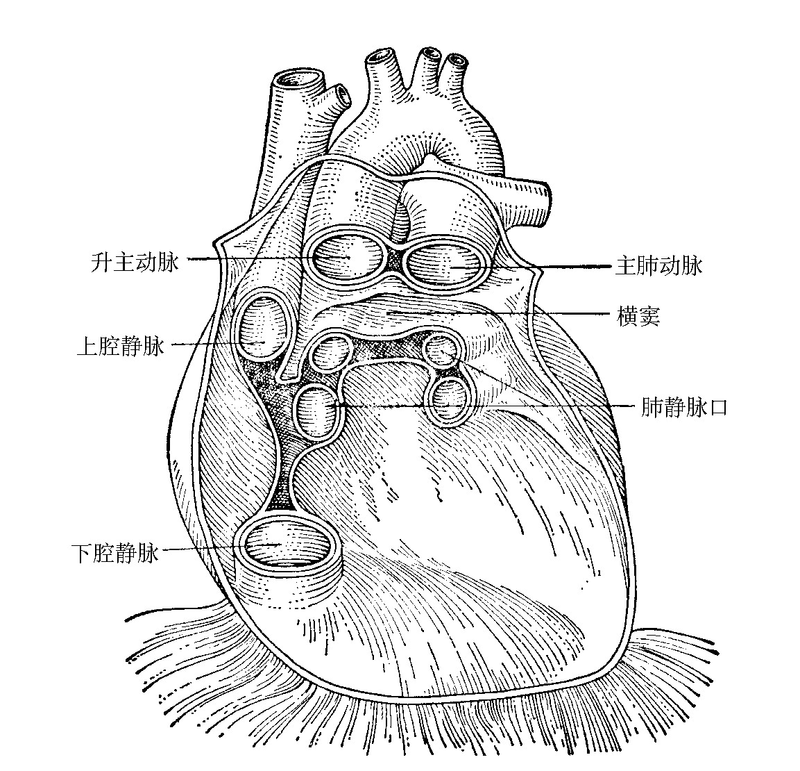 图1-6　心包:心包后方的血管蒂