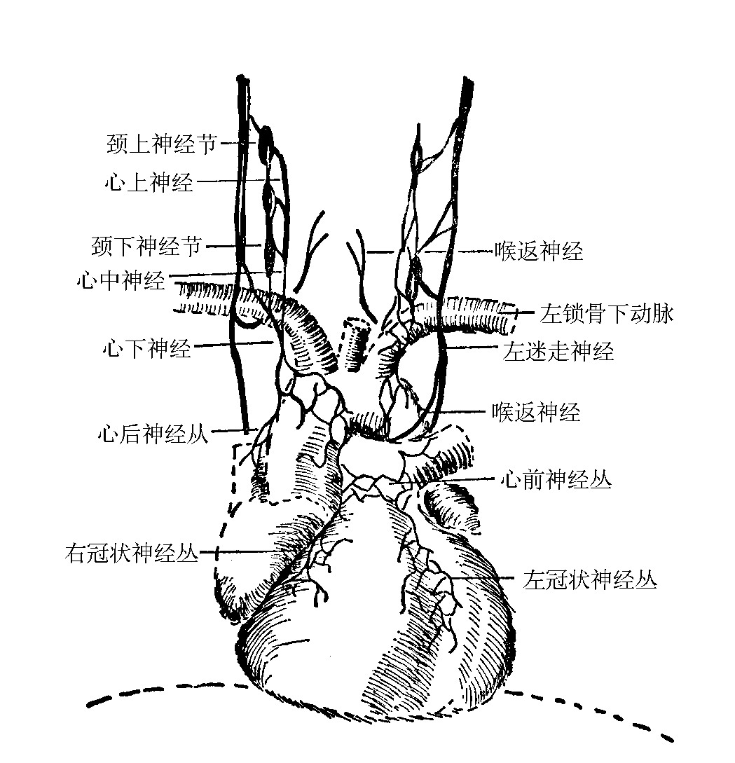 圖3-9　心肌內(nèi)血液循環(huán)經(jīng)路