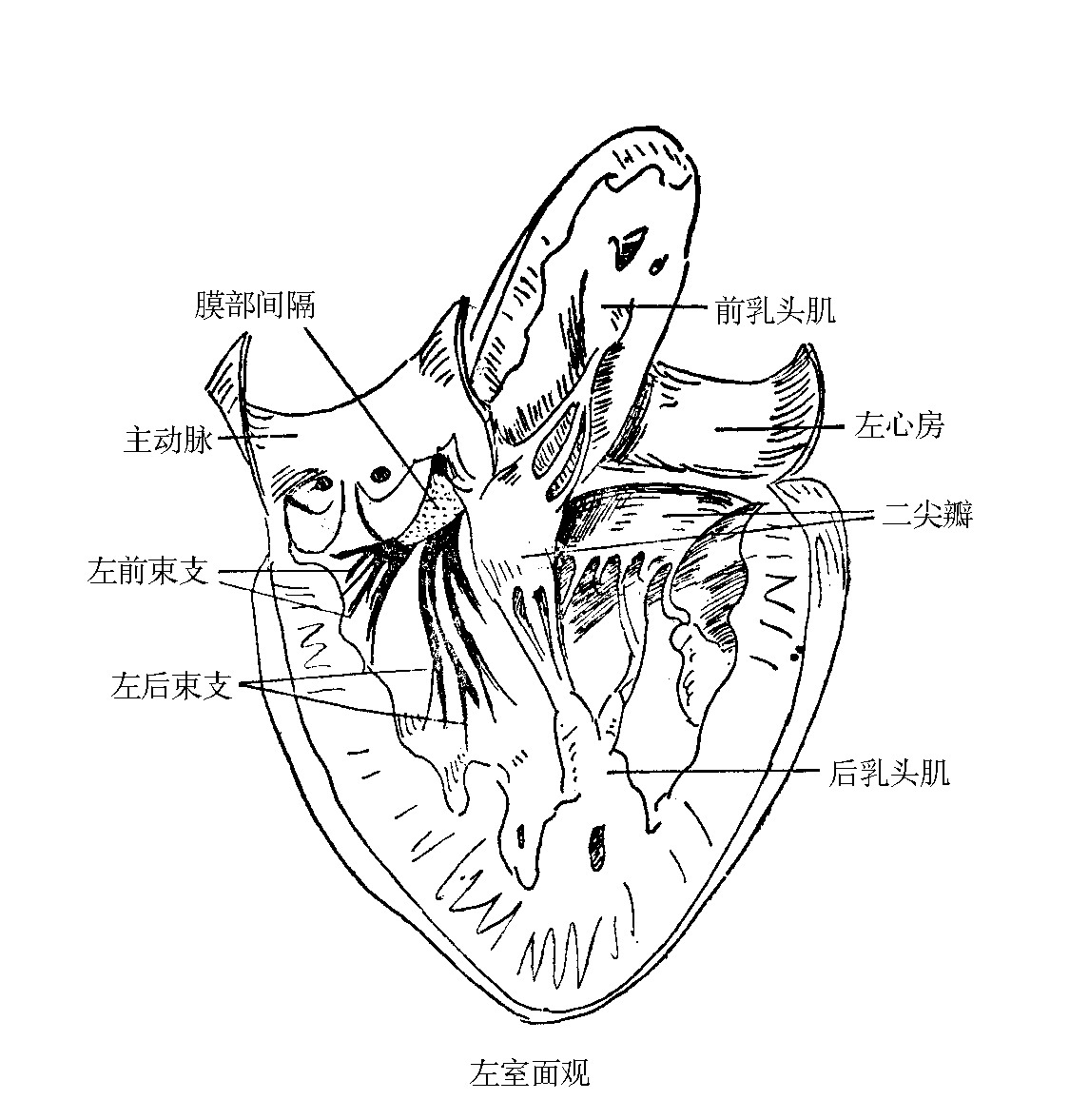 圖3-16　左束支的走行
