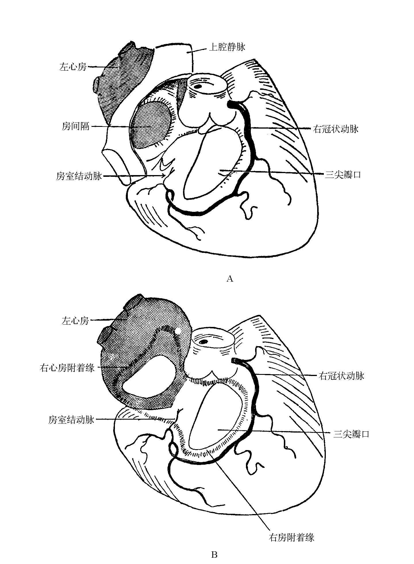图7-3　左、右心房的关系