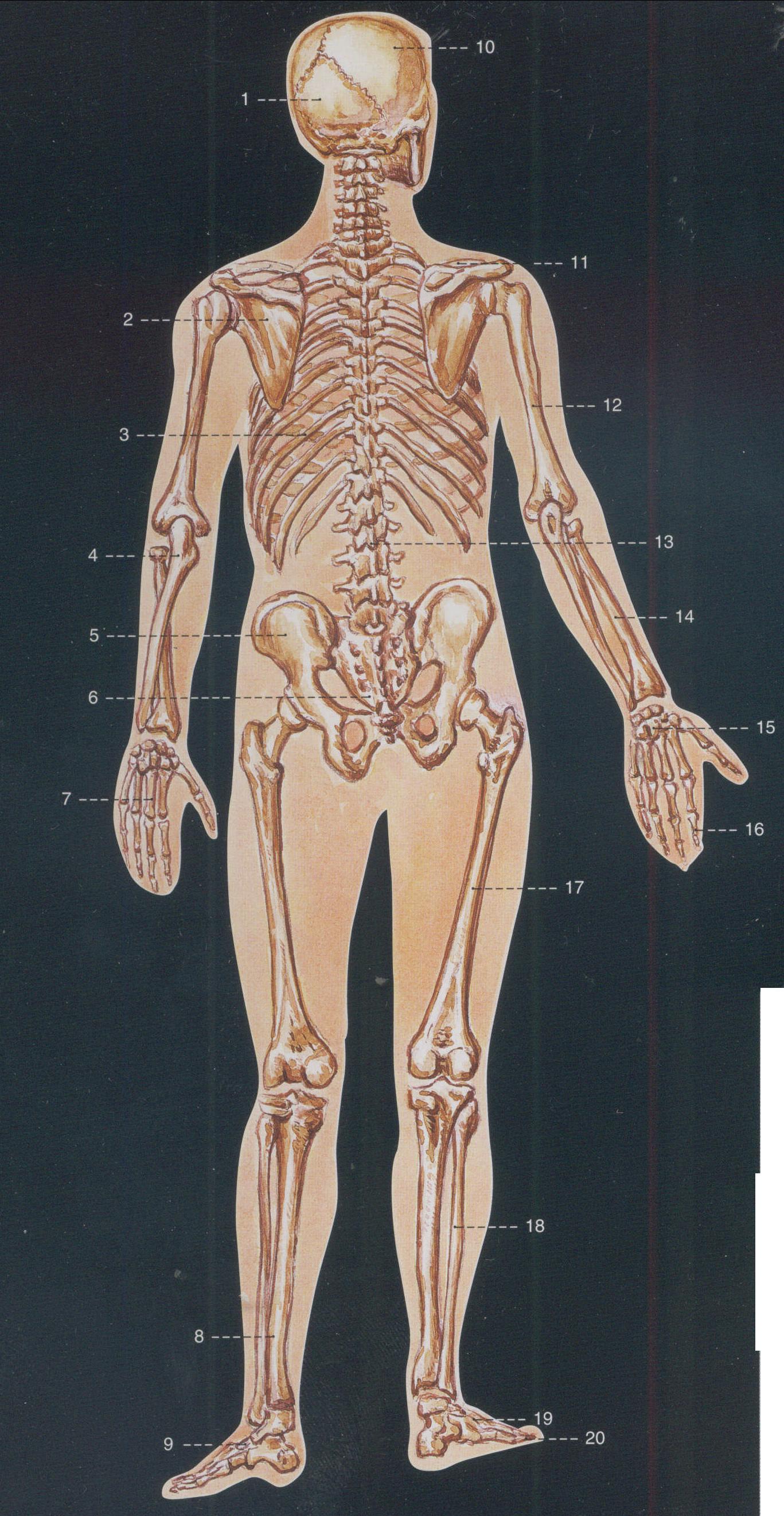 2.人体骨骼(后面观)