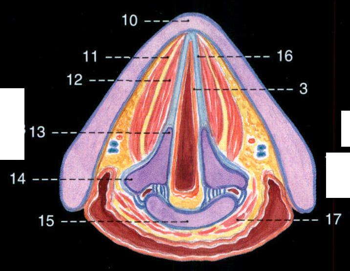 狗的声带解剖结构图图片