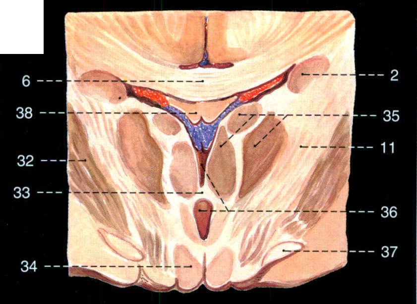 384.間腦冠狀切面(乳頭體平面)