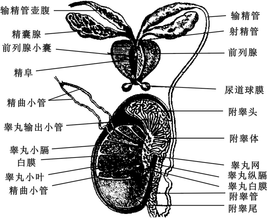 男性生殖器官解剖与生理