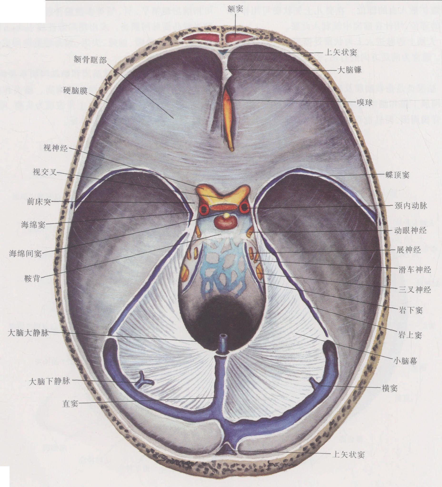 图1-9 硬脑膜及硬脑膜窦 右侧面观-临床解剖学-医学