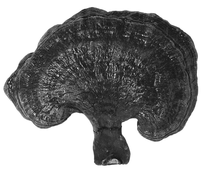 9.褐孔靈芝