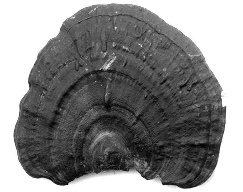 1.靈芝多糖